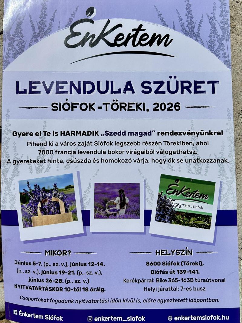 enkertem levendulaszuret - Siófok Tourinform.jpg