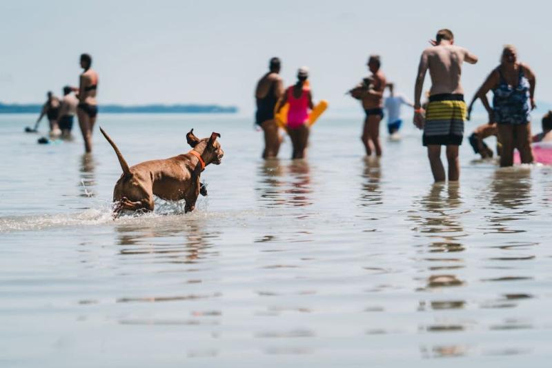 Kutyabarát Balaton indexkép.jpg